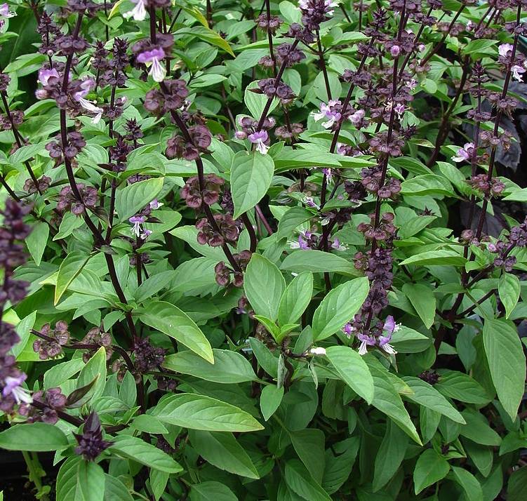 Basilic Thaï bio disponible pour la cuisine Asiatique à la Serre O Délices de Biganos en Gironde