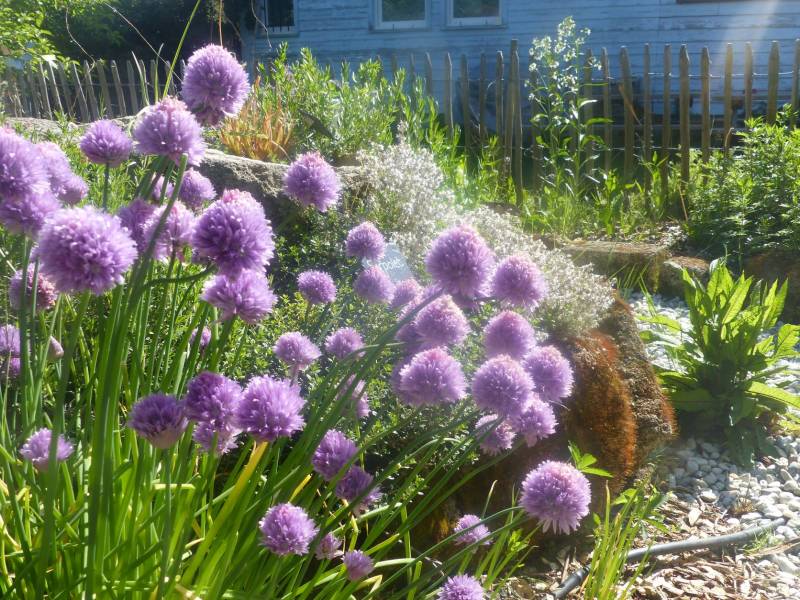 Fleur de ciboulette bio à la serre o délices