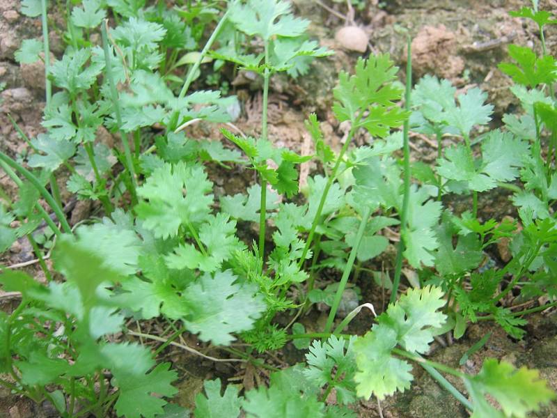Acheter de la coriandre bio pour la cuisine Asiatique à la serre ô délices de Biganos sur le Bassin d'Arcachon