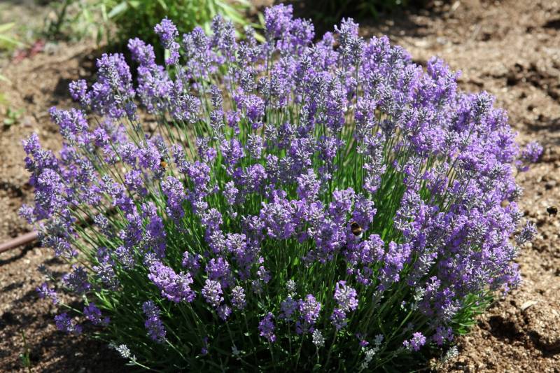 Fleurs de lavande bio à la serre o délices de Biganos
