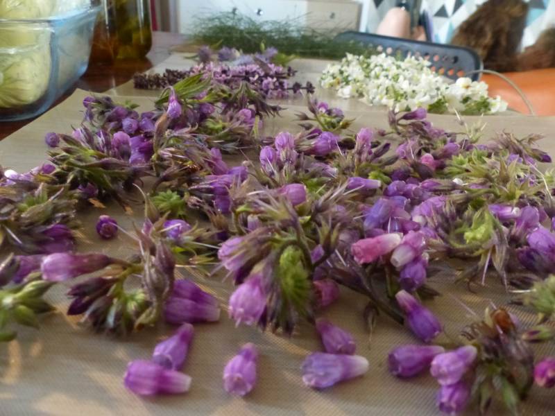 Fleurs comestibles séchées de consoude à la serre o délices à Biganos