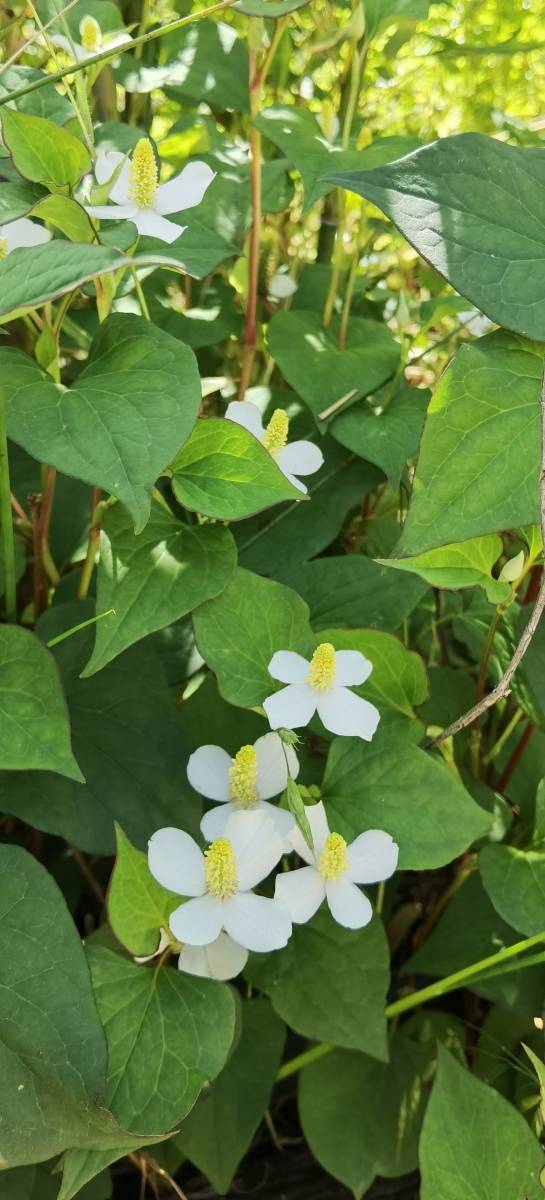 Coriandre des bois bio en fleurs pour la cuisine Asiatique à la serre ô délices de Biganos sur le Bassin d'Arcachon