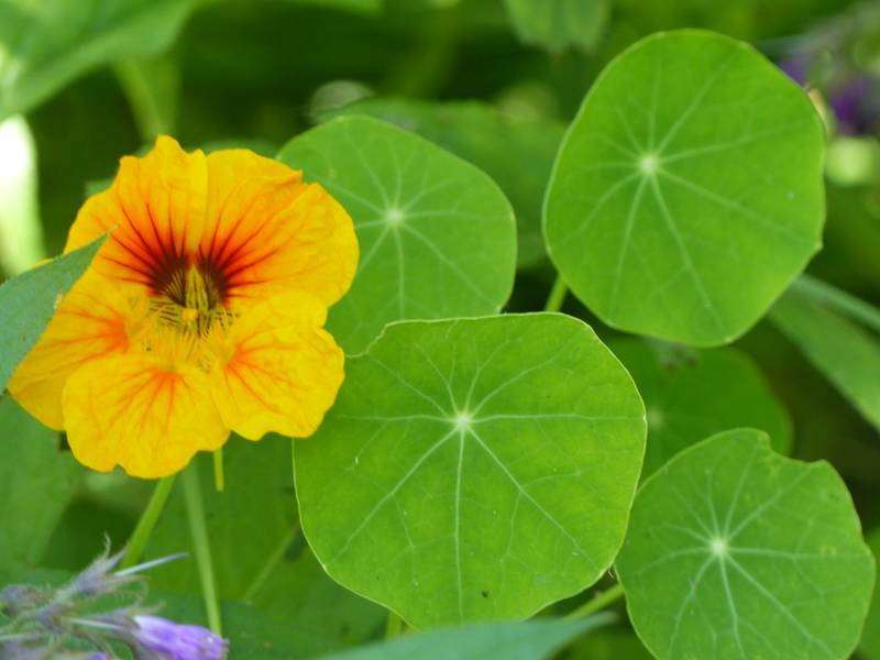 Fleur de capucine bio à la serre o délices de Biganos