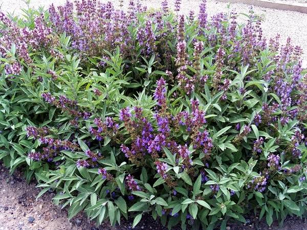 Fleurs de sauge bio à la serre o délices de Biganos