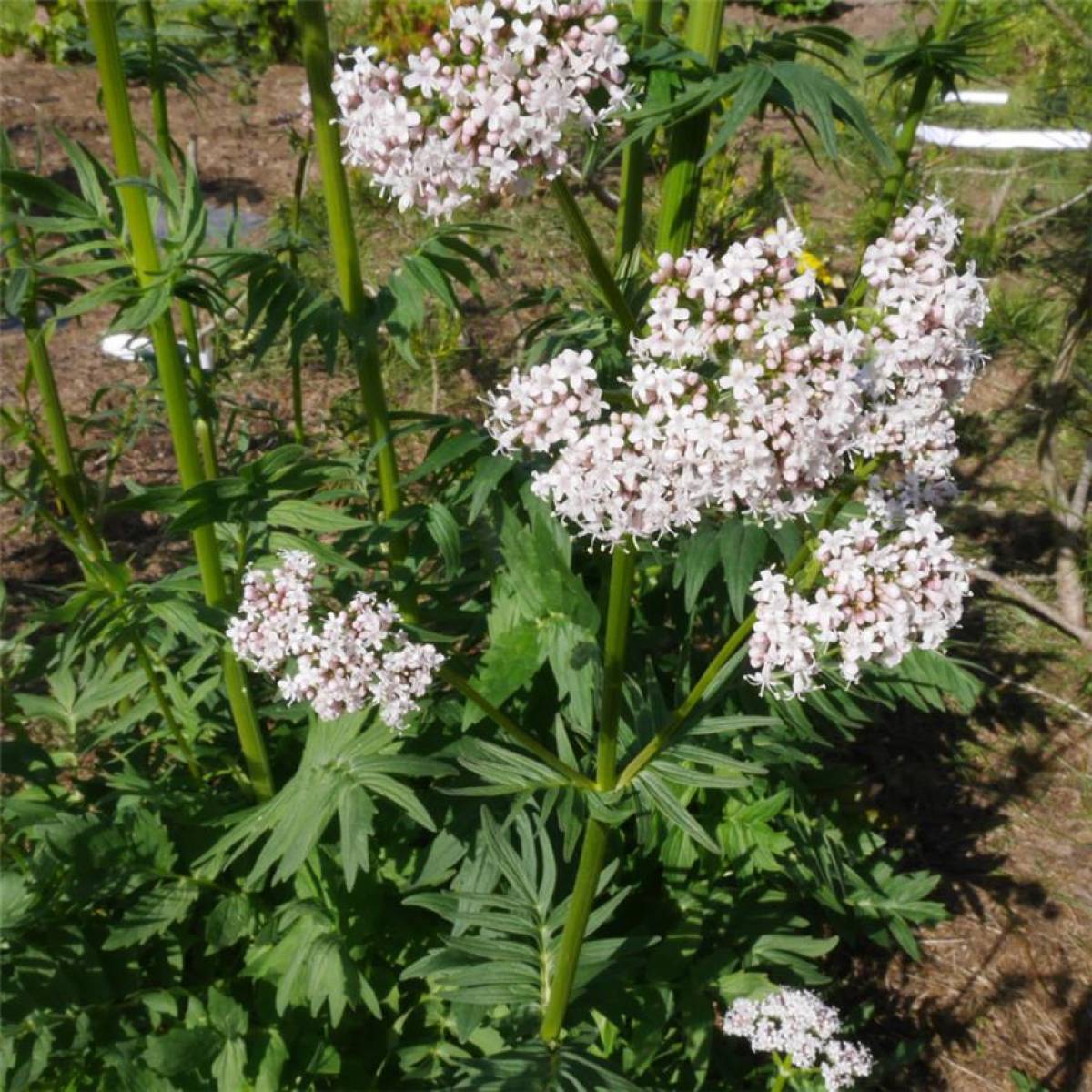 la Valériane : une plante aromatique pour aider à trouver le sommeil